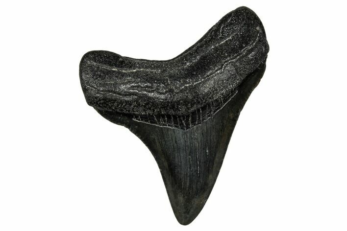 Juvenile Megalodon Tooth - South Carolina #340647